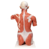 Lebensgroßer Muskel-Torso, 27-teilig