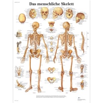 Anatomische Lehrtafel, Das menschliche Skelett