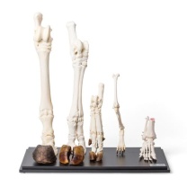 Hinterläufe unterschiedlicher Säugetiere (Mammalia) Präparate