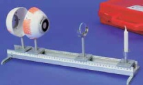 Modell vom menschlichen Auge, physiologisch