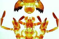 Mikropräparat - Periplaneta, Küchenschabe, beißende Mundwerkzeuge Mikropräparat - Periplaneta, Küchenschabe, beißende Mundwerkzeuge