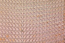 Mikropräparat - Schnecke, Reibplatte (Radula), Schnitt oder total