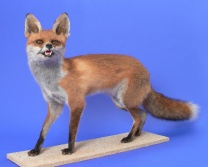 Ganzpräparat Fuchs