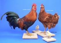 Ganzpräparat Haushahn Ganzpräparat Haushahn