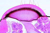 Mikropräparate - Wirbellose Tiere (Invertebrata), Ergänzungsserie