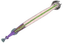 Mikropräparat - Sagitta, Pfeilwurm, total