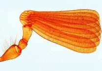 Mikropräparat - Melolontha, Maikäfer, Antenne mit Sinnesorganen total Mikropräparat - Melolontha, Maikäfer, Antenne mit Sinnesorganen total
