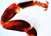 Mikropräparat - Apis mellifica, Honigbiene, Putzbein mit Putzscharte Mikropräparat - Apis mellifica, Honigbiene, Putzbein mit Putzscharte