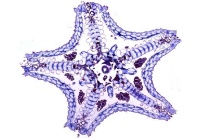 Mikropräparat - Asterias, Seestern, junges Tier Flach- (Horizontal-) schnitt