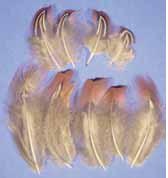 Deckfedern (10 Stück) Deckfedern (10 Stück)