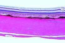 Mikropräparat - Auge der Katze, hinterer Teil mit Netzhaut, quer Mikropräparat - Auge der Katze, hinterer Teil mit Netzhaut, quer