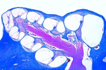Mikropräparat - Inneres Ohr (Cochlea) vom Meerschwein, längs Cortisches Organ