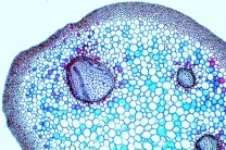 Mikropräparat - Aspidium, Wurmfarn, Stamm quer Mikropräparat - Aspidium, Wurmfarn, Stamm quer