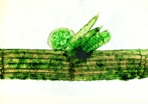 Mikropräparat -Chara, Armleuchteralge, Thallus mit Geschlechtsorganen