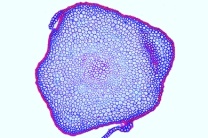 Mikropräparat - Polytrichum, Frauenhaarmoos, Stamm quer, Leitgewebe