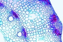 Mikropräparat - Equisetum, Schachtelhalm, Stamm quer