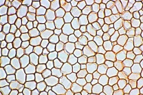 Mikropräparate -Blütenpflanzen (Phanerogamae), Grundserie – 25 Präparate