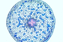 Mikropräparat - Ranunculus, Hahnenfuß, Wurzel quer, Dikotyle Wurzel