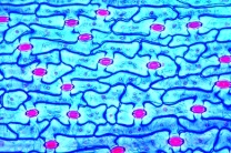 Mikropräparat - Tulipa, Tulpe, Blattepidermis mit Spaltöffnungen