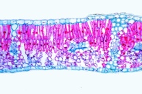 Mikropräparat - Syringa, Flieder, Blatt quer, Dikotyles Blatt Mikropräparat - Syringa, Flieder, Blatt quer, Dikotyles Blatt