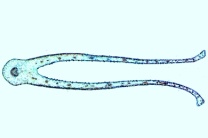 Mikropräparat - Dionaea, Venusfliegenfalle, Fangblatt quer