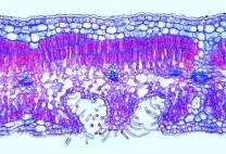 Mikropräparat - Nerium, Oleander, Blatt mit versenkten Spaltöffnungen