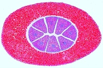 Mikropräparat - Pinus, Kiefer, reifer Embryo mit Endosperm, quer