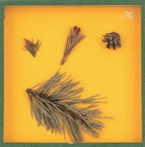 Objektkasten Kiefer, 18 x 18cm