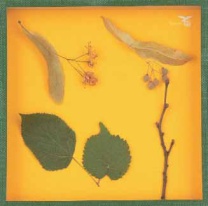 Objektkasten Linde, 18 x 18cm