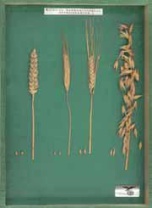 Objektkasten Getreide I, 33x24cm