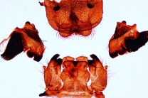 Mikropräparat - Melolontha, Maikäfer, kauende Mundwerkzeuge eines Pflanzenfressers, zerlegt Mikropräparat - Melolontha, Maikäfer, kauende Mundwerkzeuge eines Pflanzenfressers, zerlegt