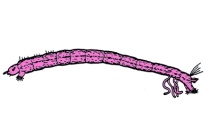 Mikropräparat - Chironomus, Zuckmücke, Larve total Mikropräparat - Chironomus, Zuckmücke, Larve total