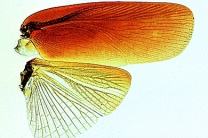 Mikropräparat - Cantharis, Weichkäfer, Deck- und Hautflügel, total