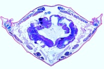 Mikropräparat - Carausius, Stabheuschrecke, Abdomen quer