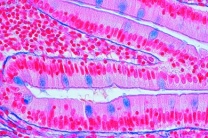 Mikropräparat - Zylinderepithel im Blinddarm vom Kaninchen, quer