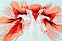 Mikropräparat - Laufkäfer, Carabus, Kaumagen Mikropräparat - Laufkäfer, Carabus, Kaumagen