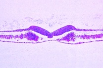 Mikropräparat - Huhnentwicklung, Embryo 24 Stunden alt, quer