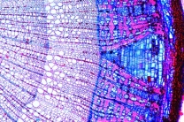 Mikropräparat - Holz mit weiten Jahresringen, quer. Normales Wachstum