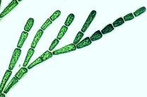Mikropräparat - Astalge (Cladophora), fädige Grünalge mit Verzweigungen, Leitorganismus für mäßige Verunreinigung
