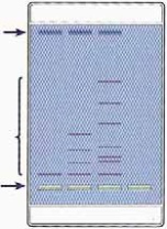 Schlüter-Kit: Elektrophorese-Verfahren, Elektrophorese von Farbstoffen