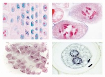Mikropräparat - Mitose und Meiose Serie I, 6 ausgewählte Präparate