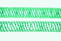 Mikropräparat - Spirogyra, Schraubenalge, mit spiralförmigem Chloroplast