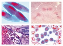 Mikropräparate - Mitose und Meiose Serie II, 5 ausgewählte Präparate