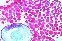 Mikropräparat - Honigbiene, Abdomen der Königin, quer. Ovarien Mikropräparat - Honigbiene, Abdomen der Königin, quer. Ovarien