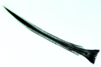 Mikropräparat - Weinbergschnecke, Liebespfeilsack und fingerförmige Drüsen, quer