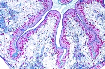Mikropräparat - Flußkrebs, Enddarm quer, Faltenbildung durch Bindegewebssepten Mikropräparat - Flußkrebs, Enddarm quer, Faltenbildung durch Bindegewebssepten