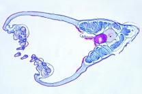 Mikropräparat - Lanzettfischchen, Mundregion quer, Mundcirren Mikropräparat - Lanzettfischchen, Mundregion quer, Mundcirren