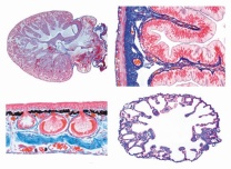 Mikropräparate - Histologie des Frosches (Rana), 20 Präparate