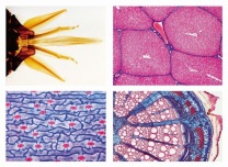 Mikropräparate - Schulserie B, Allgemeine Biologie, (Ergänzung und Erweiterung von 500lie Schulserie A)