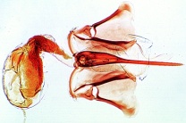 Mikropräparat - Apis mellifica, Honigbiene, Stechapparat mit Giftblase, total Mikropräparat - Apis mellifica, Honigbiene, Stechapparat mit Giftblase, total